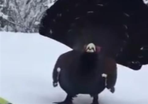 Wenn der Auerhahn mal Hallo sagt