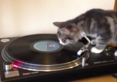 Katze auf Plattenspieler