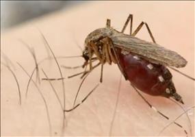 Mückenfalle basteln