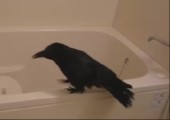 Krähe nimmt ein Bad