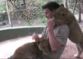 Löwen knuddeln