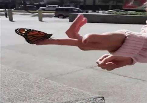 Schmetterling in die Freiheit entlassen