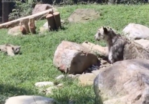 Das hat Mama Schneeloepard nicht kommen sehen