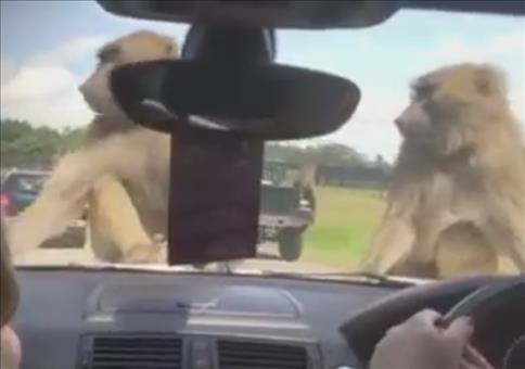 Kindheitstrauma im Safaripark