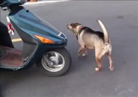 Scooter Dog