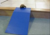 Schildkröte nimmt die Rutsche