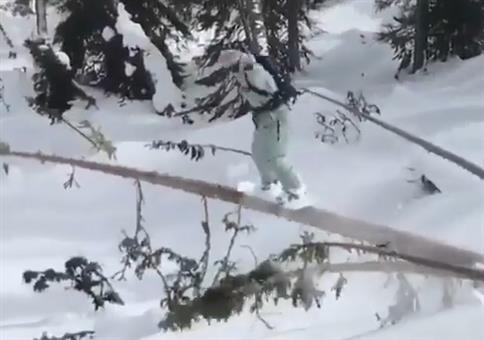 Snowboarder auf nem Baum
