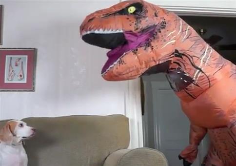 Der Alltag wenn dein Herrchen ist T-Rex ist