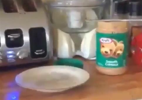 Vom Toaster auf den Teller