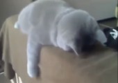 Planking-Katze