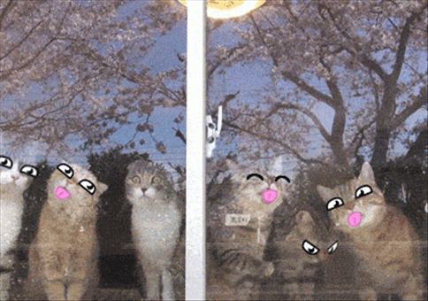 Hornoxe.com - Gifdump #167 - Animierter Picdump