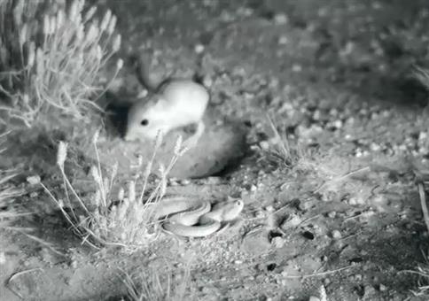 Kängururatte kickt wie ein Ninja