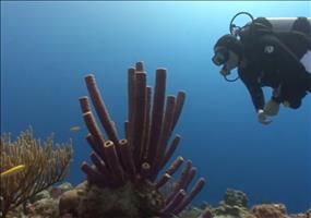 Schwämme: Die Pumpen der Meere