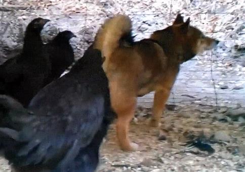 Huhn zwickt Hund