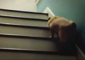 Die Treppe hoch mopsen