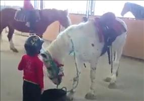 Alternative ein Pferd zu besteigen