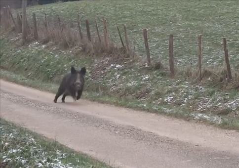 Wildschwein auf der Flucht