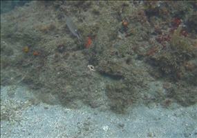 Octopus Camoflage