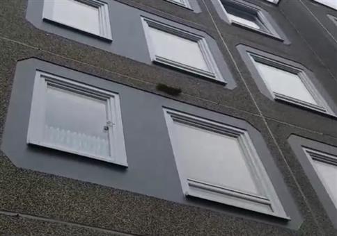 Spiderman Eichhörnchen