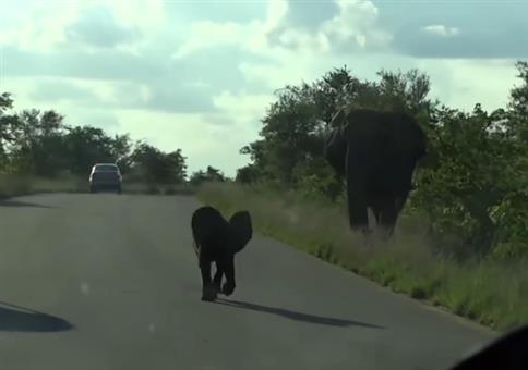 Babyelefant macht einen auf dicke Hose