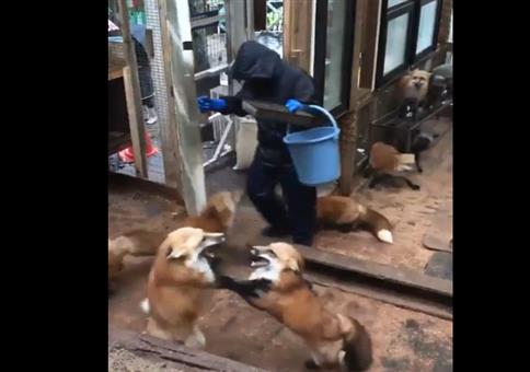 Eine Horde Füchse füttern