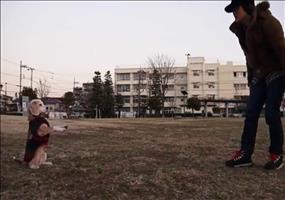 Hund fängt den Ball