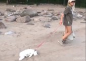 Glücklich Katze am Strand