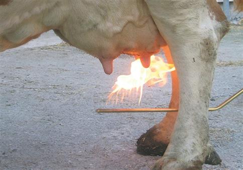 Für eure Haare am Sack