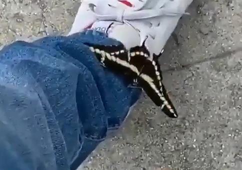 Let's go Mr. Butterfly!