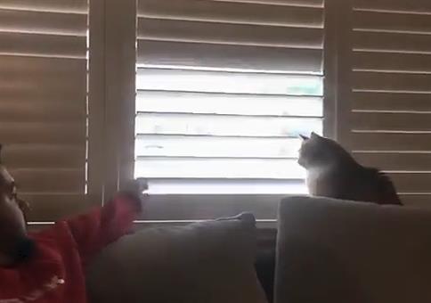 Wenn die Katze unbedingt nach draußen schauen möchte