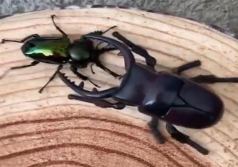 Käfer vs Käfer