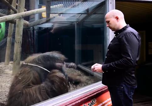 Orang-Utan Kartentrick