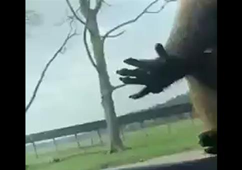 Der Affe und der Fensterschlitz