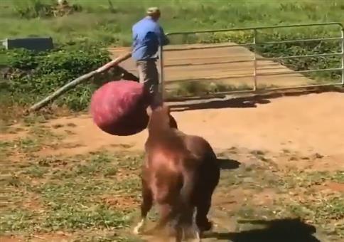Gib dem Pferd einen Ball