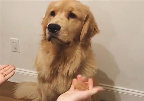 Wenn der arme Hund immer die falsche Hand wählt