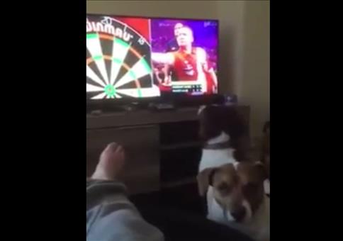 Hund verfolgt Darts im TV