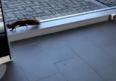 Eichhörnchen beim Autokauf