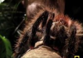 Größte Spinne der Welt