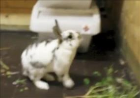 Parkour Bunny