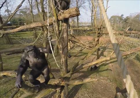 Schimpanse vs. Drohne