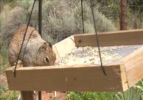 Eichhörnchen mit Vaseline verarschen