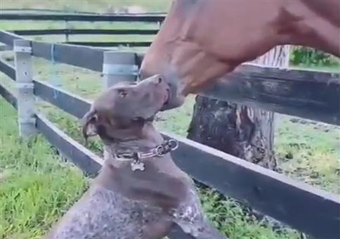 Pferd knutscht Hund