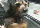 Hund auf Rolltreppe