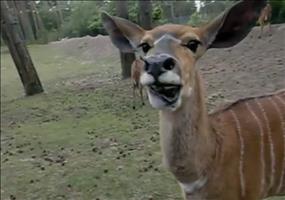 Antilope wundert sich?
