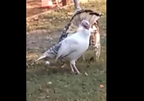 Da dreht sich der Truthahn bis er umfällt