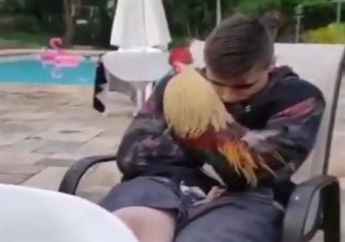 Vom Hahn geweckt werden