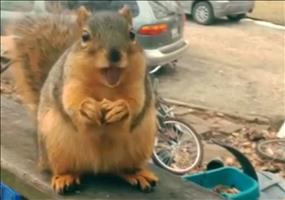 Ein sehr dankbares Eichhörnchen