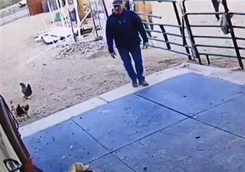 Dem Hahn eine pfeffern