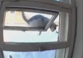 Katze verwechselt Fenster mit Katzenklappe