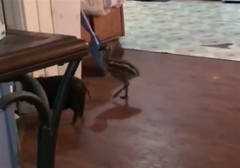 Wenn kleine Emus und ein Schweinchen um die Wette jagen